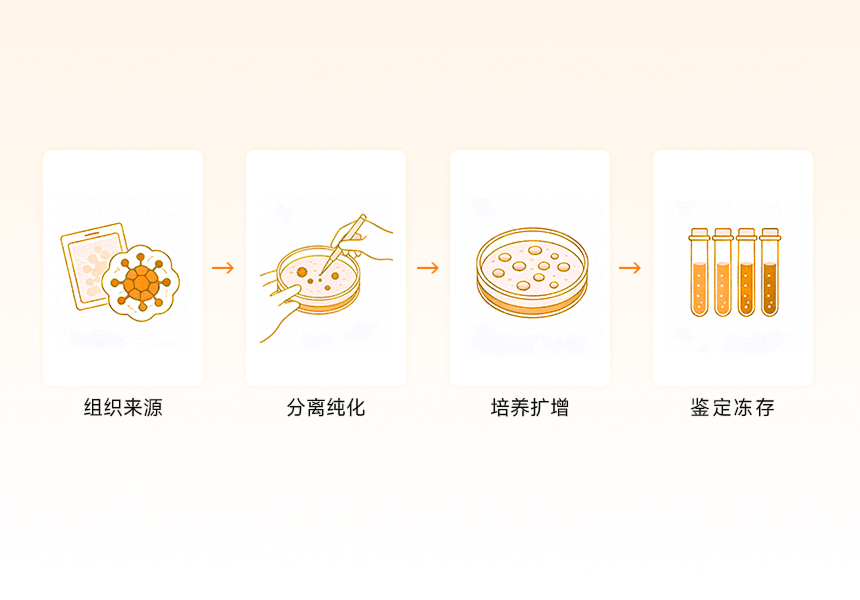 原代细胞制备与细胞株构建