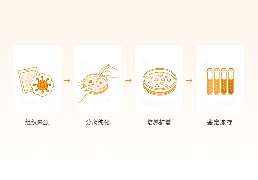 类器官模型构建与鉴定