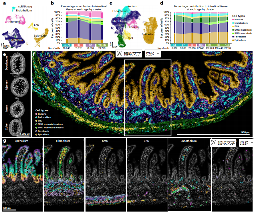 Nature Cell Biology｜小肠间质细胞的细胞地图：一张图看懂类器官够不够真(图2)