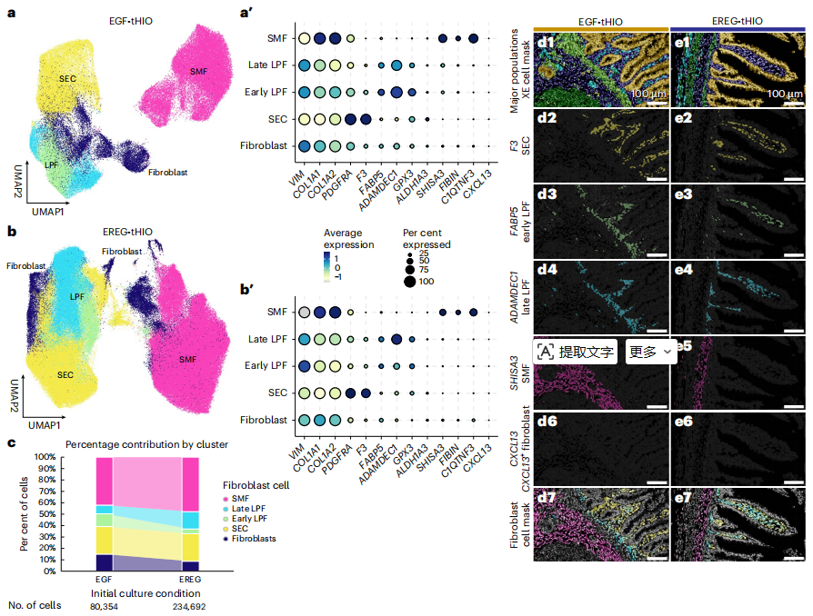 Nature Cell Biology｜小肠间质细胞的细胞地图：一张图看懂类器官够不够真(图4)